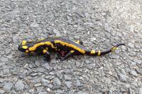 Salamandra salamandra