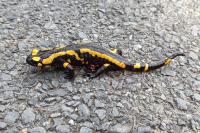 Salamandra salamandra