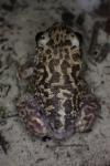 Pelobates cultripes