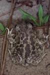 Pelobates cultripes