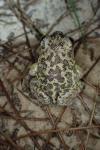 Pelobates cultripes