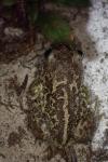 Pelobates cultripes