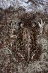 Pelobates cultripes