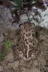 Pelobates cultripes