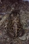 Pelobates cultripes