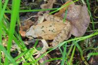 Rana dalmatina