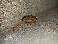 Bufo spinosus