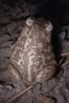 Pelobates cultripes