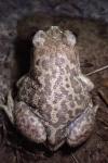 Pelobates cultripes
