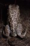 Pelobates cultripes