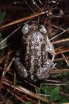 Pelobates cultripes