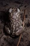 Pelobates cultripes