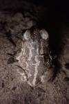 Pelobates cultripes