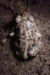 Pelobates cultripes