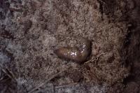 Pelobates cultripes