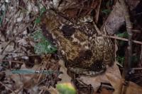 Bufo spinosus