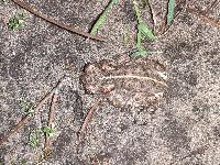 Epidalea calamita