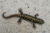 Triturus marmoratus