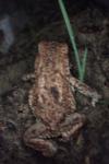 Bufo spinosus