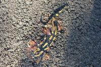 Salamandra salamandra