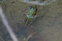 Pelophylax