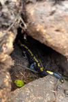 Salamandra salamandra