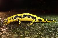 Salamandra salamandra fastuosa