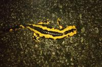 Salamandra salamandra fastuosa