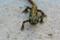 Triturus marmoratus