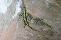 Triturus marmoratus