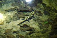 Salamandra salamandra