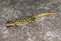 Triturus marmoratus