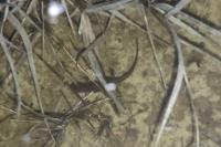 Lissotriton helveticus