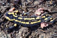 Salamandra salamandra