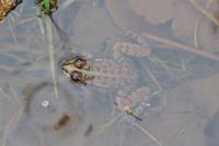 Pelophylax