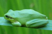 Hyla meridionalis