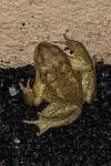Bufo spinosus