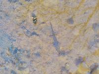 Salamandra salamandra