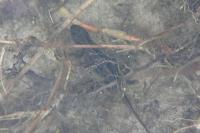 Lissotriton helveticus