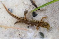 Lissotriton helveticus