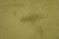 Lissotriton helveticus