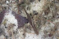 Lissotriton helveticus