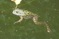 Pelophylax