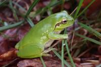 Hyla meridionalis