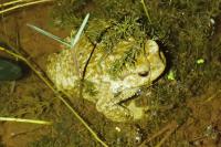 Bufo spinosus