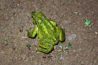 Bufo spinosus