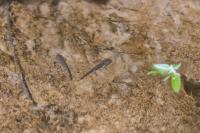 Salamandra salamandra