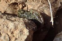Pelodytes punctatus