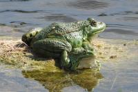 Pelophylax