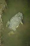 Bufo spinosus